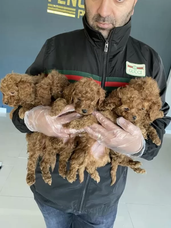 Safkan Ret Brown Toy Poodle Yavrulari Ankara