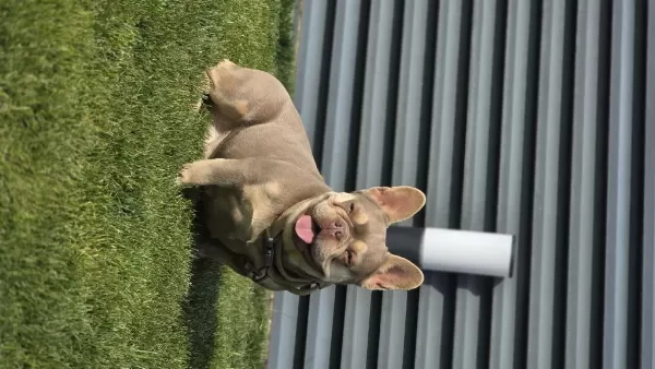 İsabella Tan French Bulldog (fluffy-coco) Carrier