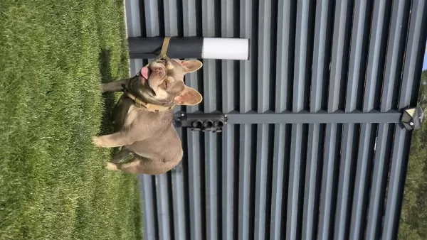 İsabella Tan French Bulldog (fluffy-coco) Carrier