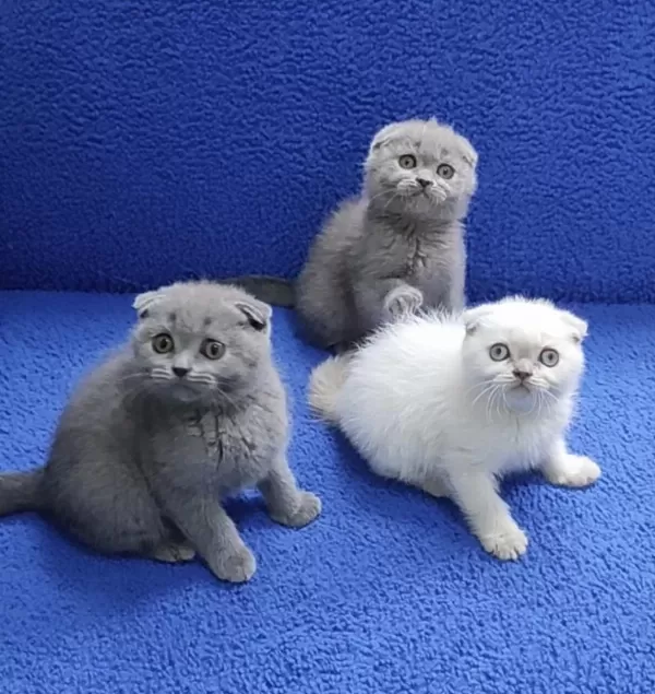 Scottish Fold Yavrularımız Yeni Yuvalarını Arıyor