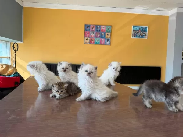 Renk Renk British Shorthair Yavrular Ankara