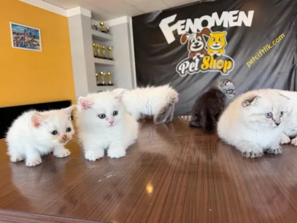 Renk Renk British Shorthair Yavrular Ankara