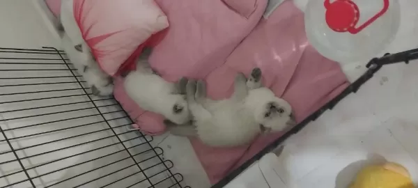 45 Günlük 2 Erkek Ve 2 Dişi Yavru Bebek Kediler
