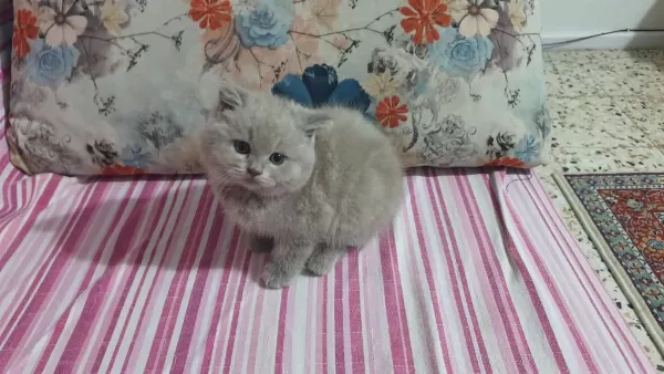 Harika Sevimli Ve Uyumlu Bir Kedimiz
