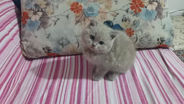 Harika Sevimli Ve Uyumlu Bir Kedimiz