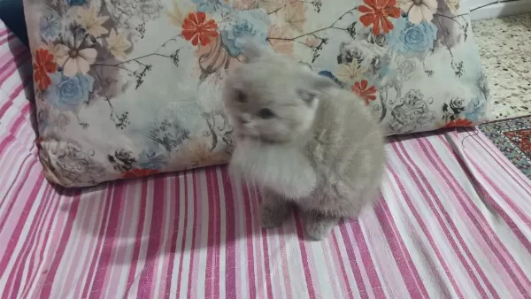 Harika Sevimli Ve Uyumlu Bir Kedimiz