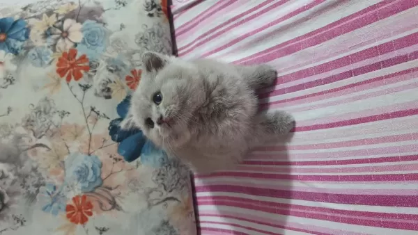 Harika Sevimli Ve Uyumlu Bir Kedimiz