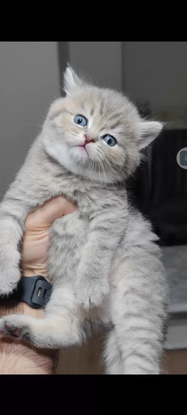British Shorthair Kedimiz