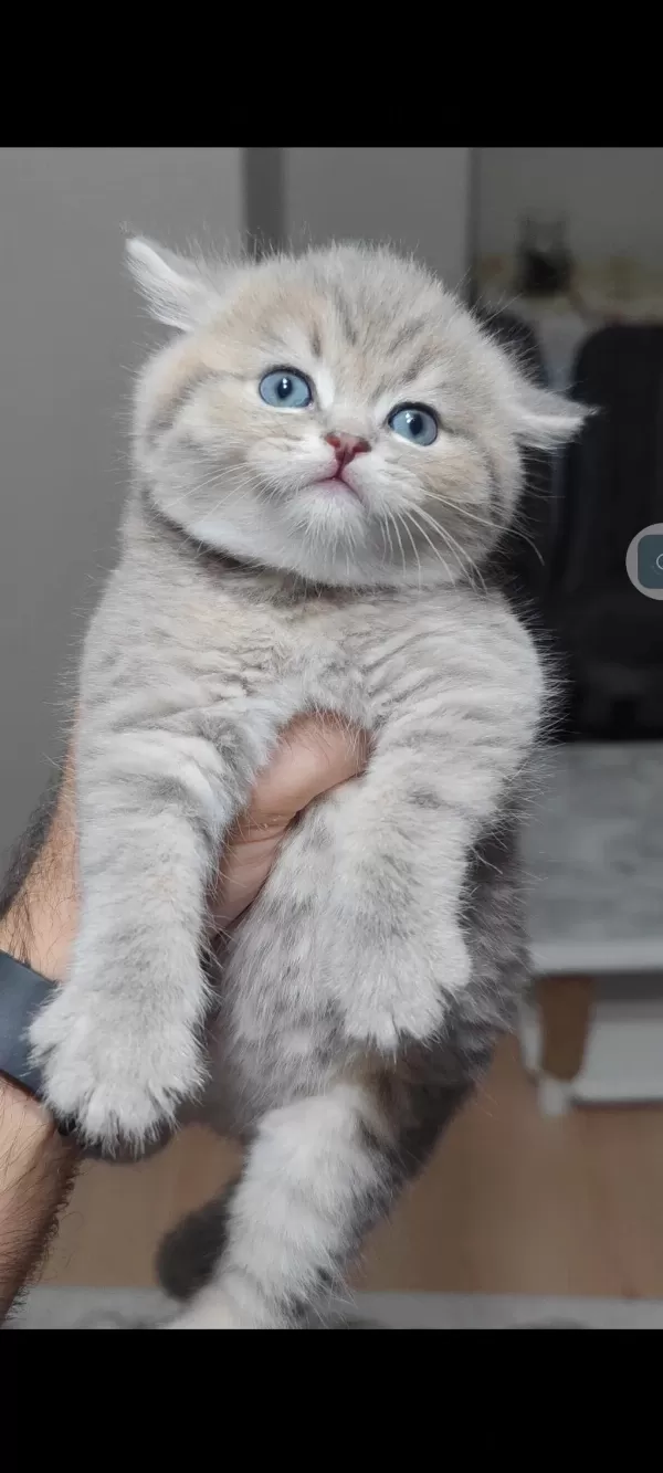 British Shorthair Kedimiz