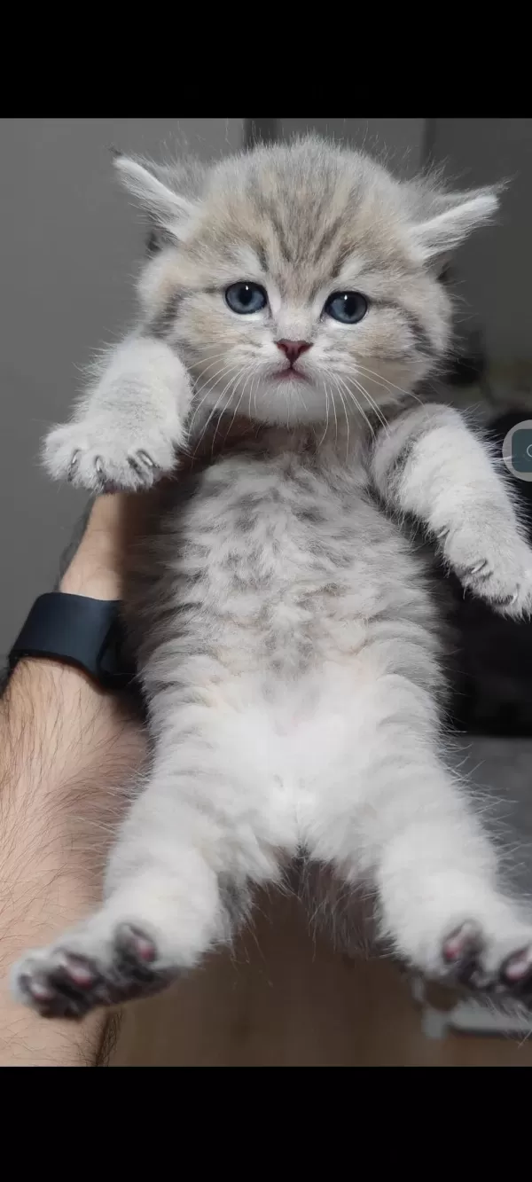 British Shorthair Kedimiz