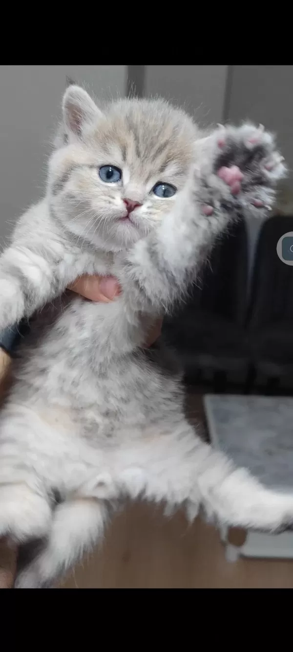 British Shorthair Kedimiz