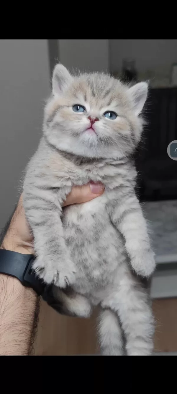 British Shorthair Kedimiz