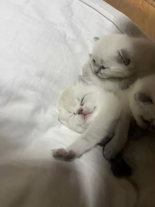 Yeni Yuvasını Arıyor Kedilerimiz