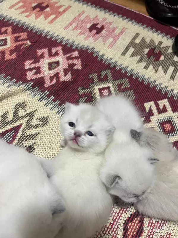 Yeni Yuvasını Arıyor Kedilerimiz