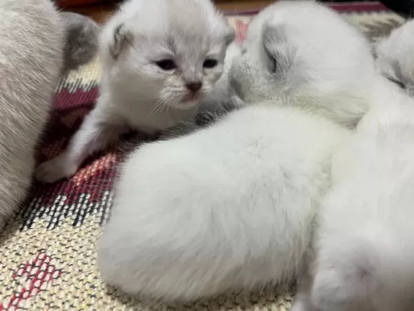 Yeni Yuvasını Arıyor Kedilerimiz