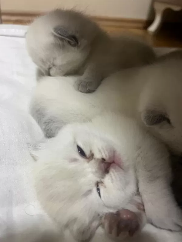 Yeni Yuvasını Arıyor Kedilerimiz