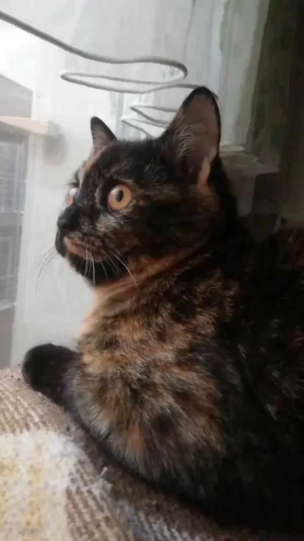 Sevecen British Kızımız Lucy