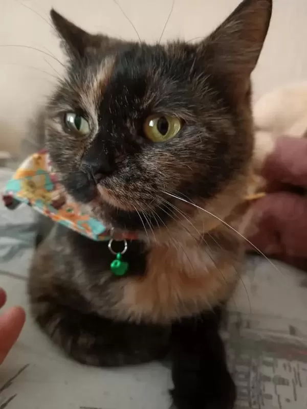 Sevecen British Kızımız Lucy
