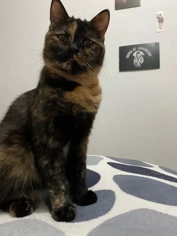 Sevecen British Kızımız Lucy