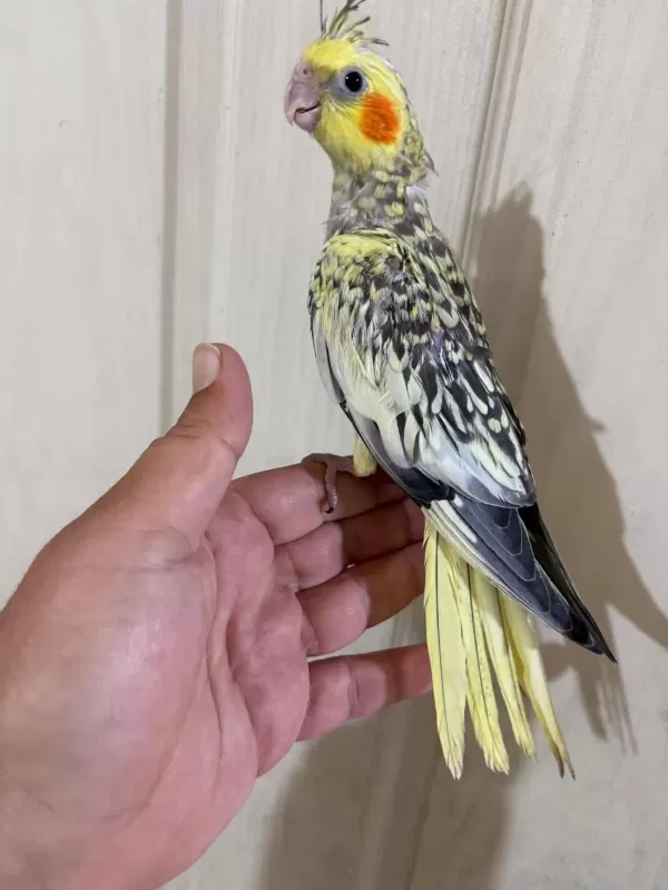 51 Günlük Harika Sultan Papağani Bebek