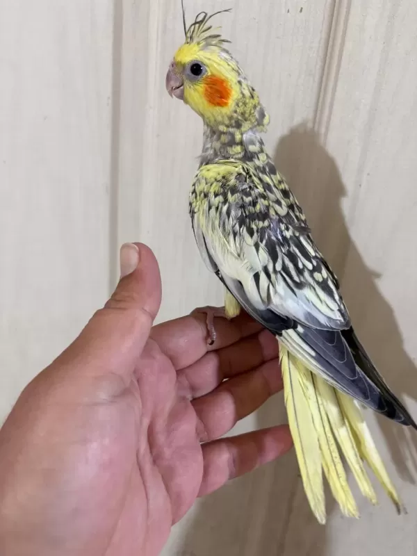 51 Günlük Harika Sultan Papağani Bebek