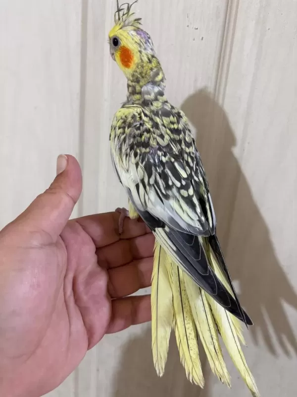 51 Günlük Harika Sultan Papağani Bebek