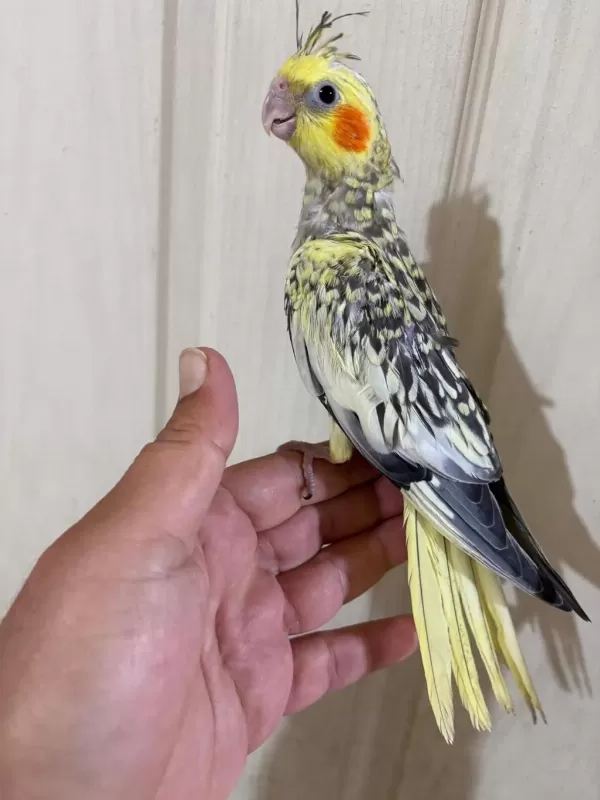 51 Günlük Harika Sultan Papağani Bebek