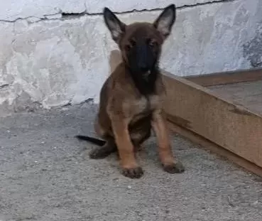 Belçika Yavrular
