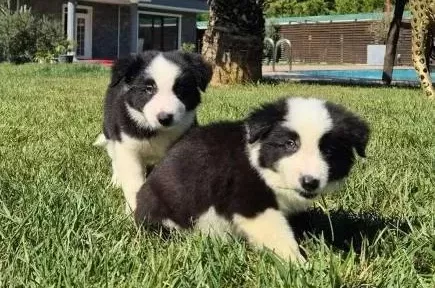 Border Collie Yavrularımız
