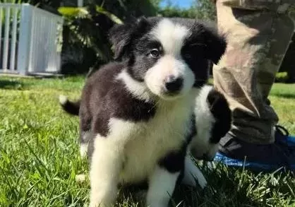 Border Collie Yavrularımız