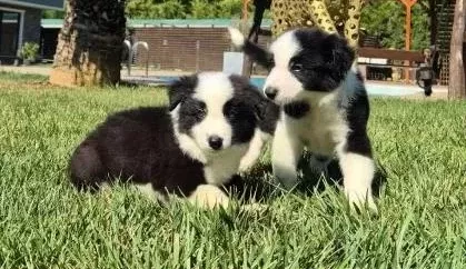 Border Collie Yavrularımız