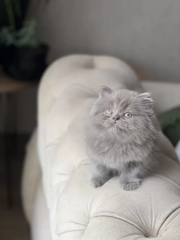 Mükkemmel Kalite British Longhair Yavrum