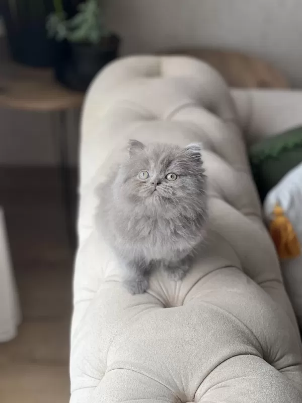 Mükkemmel Kalite British Longhair Yavrum