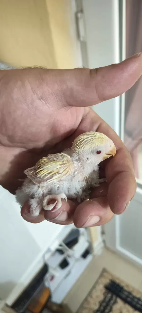 Üst Vasıf Mutasyon Sevda Papağanı Yavrusu Ele Alışık