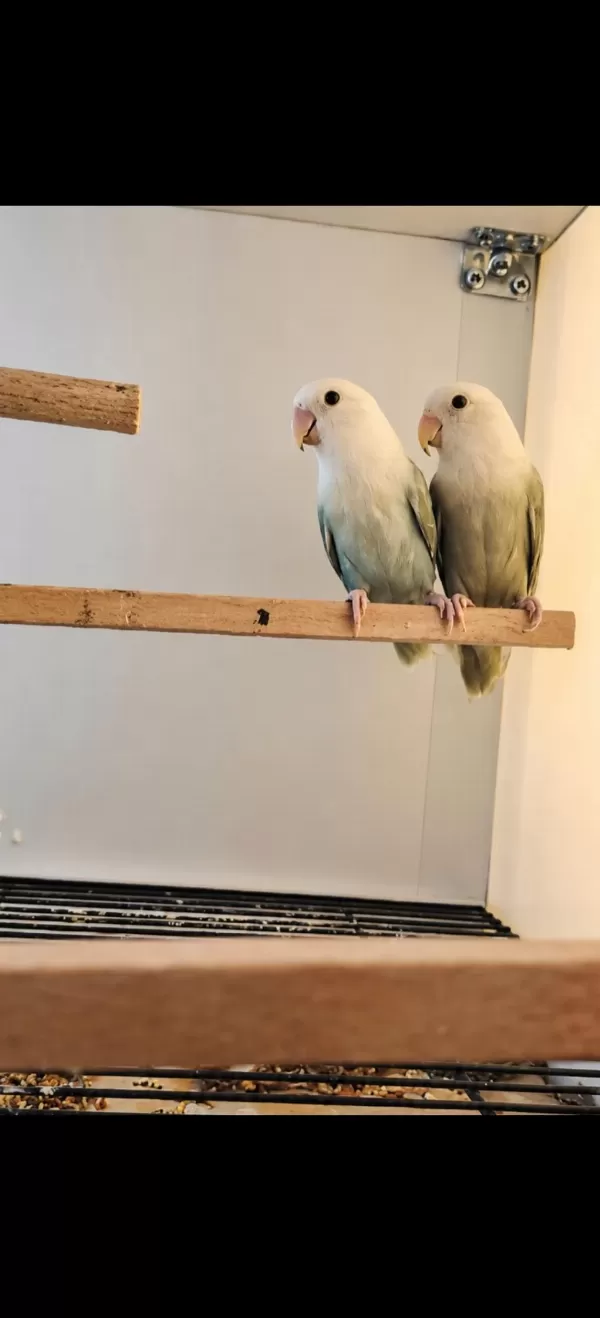 Üst Vasıf Mutasyon Sevda Papağanı Yavrusu Ele Alışık