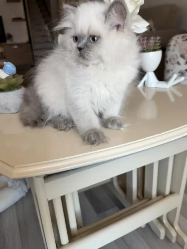 British Longhair Blue Point Kardeşler