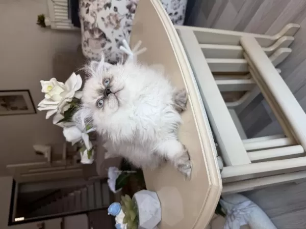 British Longhair Blue Point Kardeşler