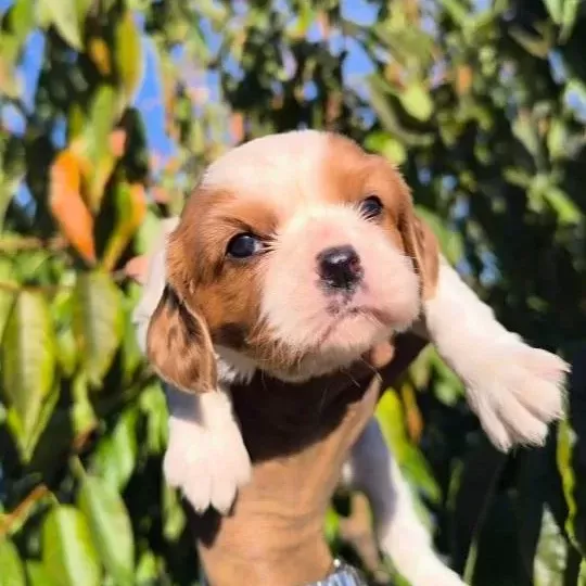 Cavalier King Charles Baby