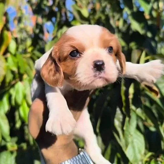 Cavalier King Charles Baby