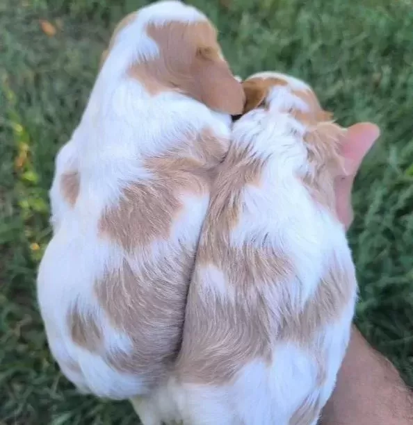 Cavalier King Charles Baby