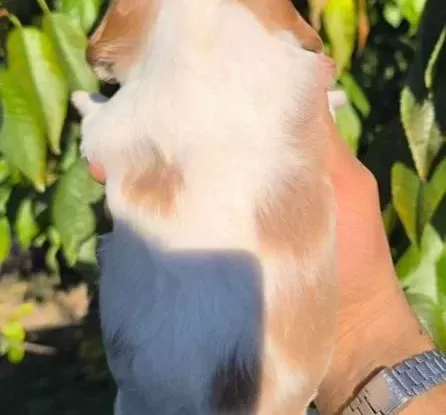 Cavalier King Charles Baby