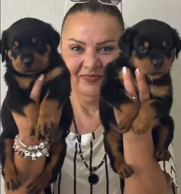 Muhteşem Koca Kafa Rottweiler Yavrularımız