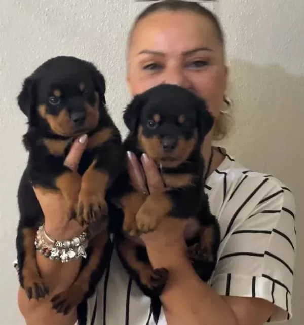 Muhteşem Koca Kafa Rottweiler Yavrularımız