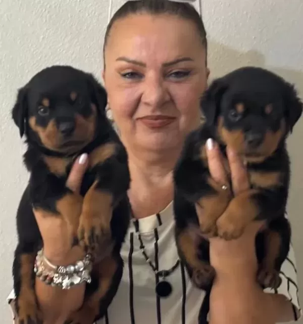 Muhteşem Koca Kafa Rottweiler Yavrularımız