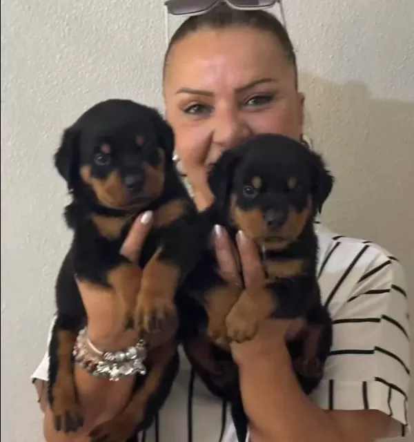 Muhteşem Koca Kafa Rottweiler Yavrularımız