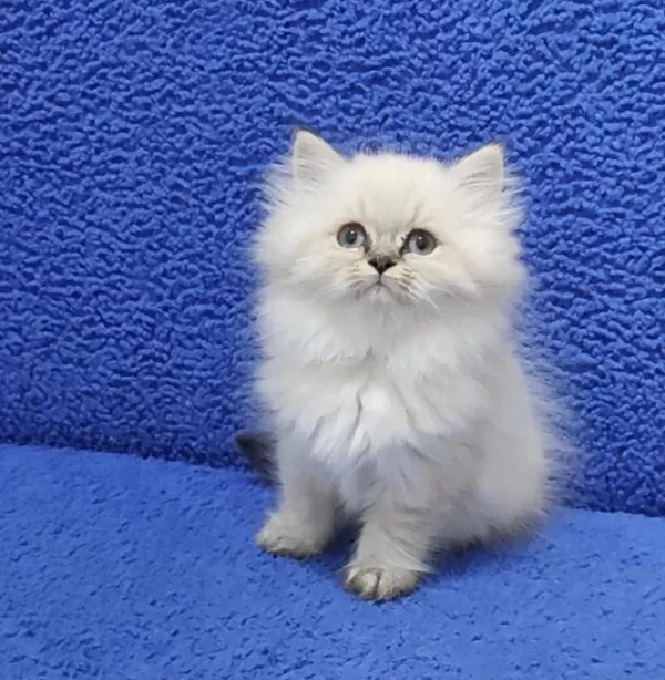 Long Hair Mavi Boncuk Silver Yavrumuz Teslime Hazırdır