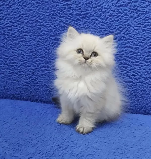 Long Hair Mavi Boncuk Silver Yavrumuz Teslime Hazırdır