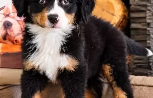 Bernese Mountai̇n Dog Yavrulari