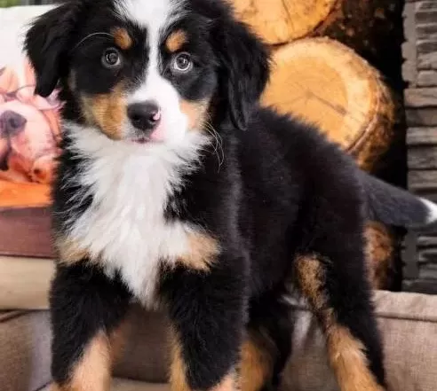 Bernese Mountai̇n Dog Yavrulari