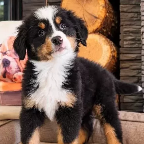 Bernese Mountai̇n Dog Yavrulari